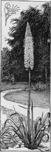 Eremurus hirnalaicus.