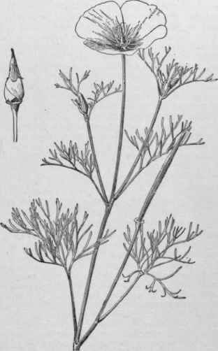 Eschscholtzia californica. (X 1/2)