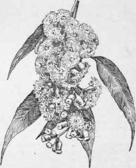 Eucalyptus corynocalyx. (x 1/2) No. 60.