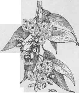 Eucalyptus diversicolor. (X 1/2) No. 62.