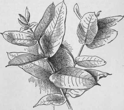 Eucalyptus globulus. Shoots on a young plant. (X 1/3) No. 18.