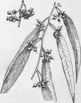 Eucalyptus rostrata (x 1/2). No. 64.