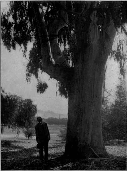 Eucalyptus viminalis in California.