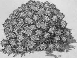 Euphorbia epithymoides. No. 57.