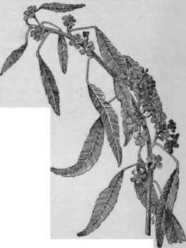 Euphorbia fulgens (X 1/3). No. 5.