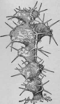 Euphorbia grandicornis.