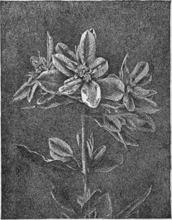 Euphorbia marginata (X 1/3) • No. 1