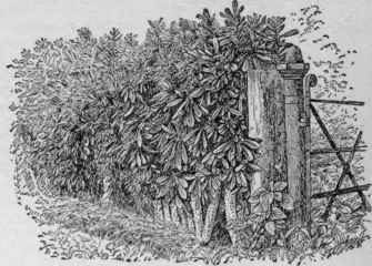 Euphorbia neriifolia.