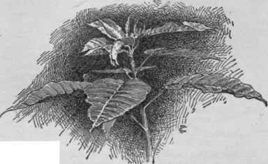 Euphorbia pulcherrima (X 1/5). No. 8.