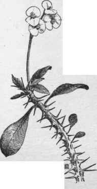 Euphorbia splendens. (X 1/3)