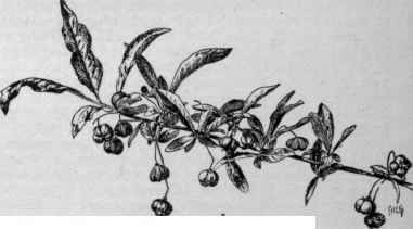 Evonymus europaea. (X 1/3)