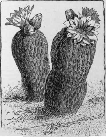 Extreme condensation of the plant body.   Pelecyphora aselliformis. (Nat. Size.)