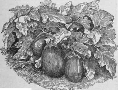 Field grown plant of New York Improved eggplant.