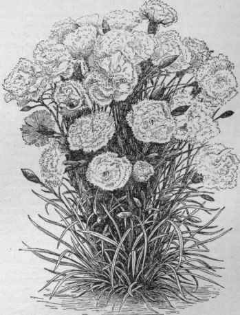 Flower garden or outdoor carnation, showing the condensed bushy habit and short flower stems.