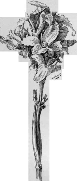 Flowering or French canna  Prince Hohenlohe.