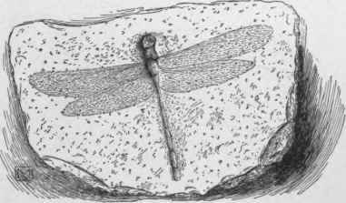 Fossil dragon fly, Petalia longialata. ( X 1/5