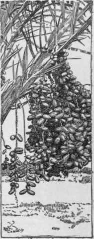 Fruit clusters of date, as grown in Arizona.