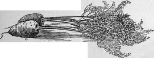 Garden carrots of the shorthorn type.