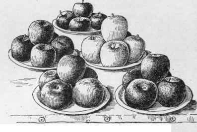 Good exhibition plates of apples.
