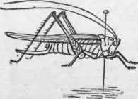 Grasshopper. (Mounted)