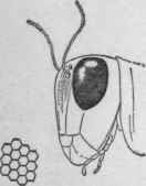 Head of grasshopper.