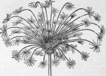 Last year's umbel of wild carrot.