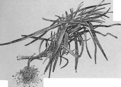 Layer of carnation. The parent stem was severed at s. This method is now employed only in special cases.