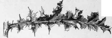 Leaf of Canada thistle.   Carduus arvensis or Cirsium arvense. (X 1/3)