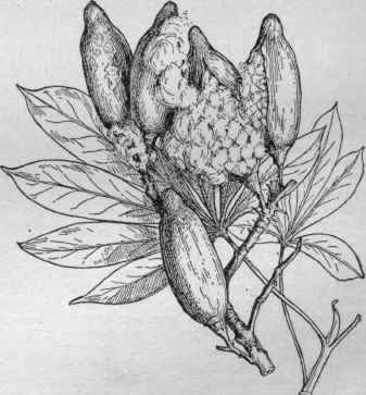 Leaves and fruits of Ceiba Casearia, the silk cotton tree. ( X 1/4)