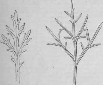 Leaves of Chrysanthemum frutescens (left) and C. anethifolium (right). (XI)