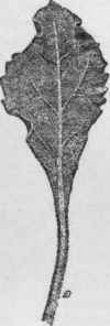 Lower leaf from a young plant of Centaurea Cineraria. (X 1/2)