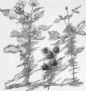 Lucretia dewberry. (X 1/4)