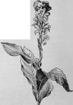 Modern flowering canna.