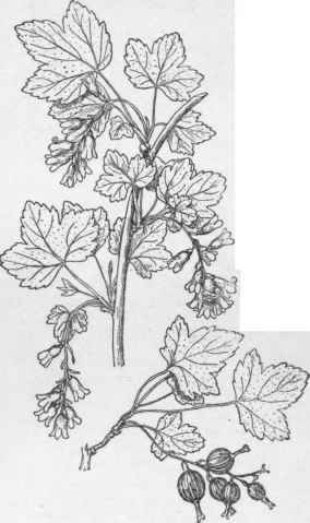 Native black currant Ribes fioridum. The fruit is immature. (X 1/2)