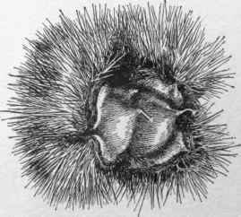 Native wild chestnuts. (X 3/4)