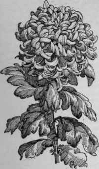 New type with short stem, which is becoming very popular with commercial growers.