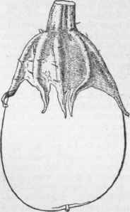 Non pollinated fruit.