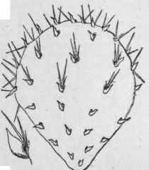 Opuntia joint with leaves.