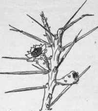 Opuntia leptocaulis, showing sheathed spines.