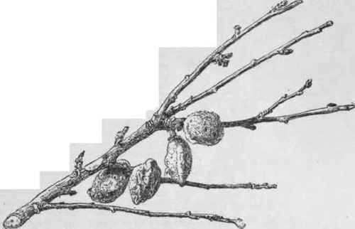 Peaches of last year's crop still hanging on the tree, attacked by monilia. The branch is dead from the effects of the fungus. (X 1/2)