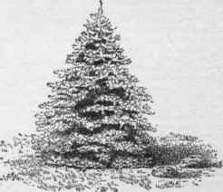 Picea pungens. The two small tufts at the right are P. excelsa variety Maxwelli.