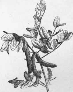 Pods of Ceratonia Siliqua.