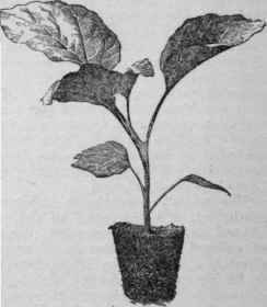 Pot grown plant ready for setting in the field.