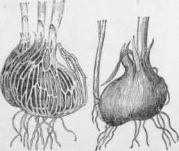Reticulated and membranaceous tunics. Crocus susianus (left) and C. sativus (right).