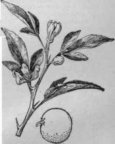 Rusk citrange. (X 1/3)