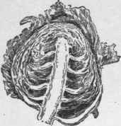 Section of cabbage head, showing the thickened rachis and leaf stalks, and the buds in the axils.