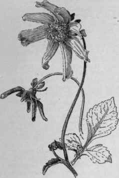 Single cactus dahlia. (XH)