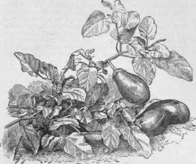 Sprays of Early Dwarf Purple eggplant.