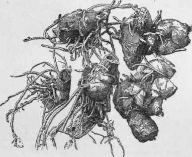 Stool of carina, showing how it may be divided.