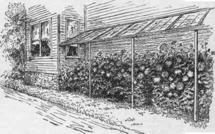 Suggestion for protecting chrysanthemums that are to bloom outdoors.